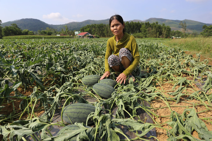 Quảng Nam: Hơn 1.000 gốc dưa hấu bị kẻ xấu cắt trụi gốc