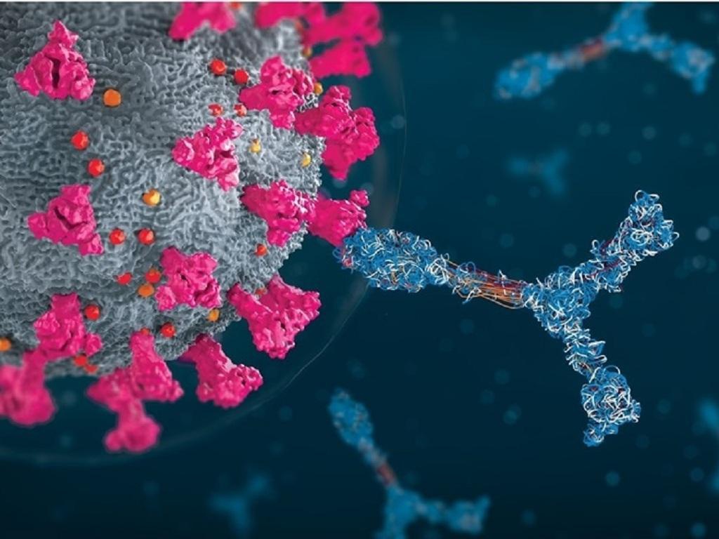 Các nhà khoa học vừa phát hiện kháng thể có khả năng vô hiệu hóa virus Corona mà con người từng biết. Không những vậy, kháng thể còn tiêu diệt mọi biến chủng của SARS-CoV-2, kể cả biến chủng Delta.