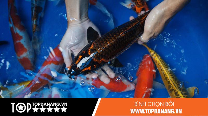 Việt Nhật | Shop cá cảnh Đà Nẵng uy tín