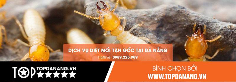 Công Ty Diệt Côn Trùng 5S – Địa Chỉ Cung Cấp Thuốc Diệt Mối Đà Nẵng Đảm Bảo