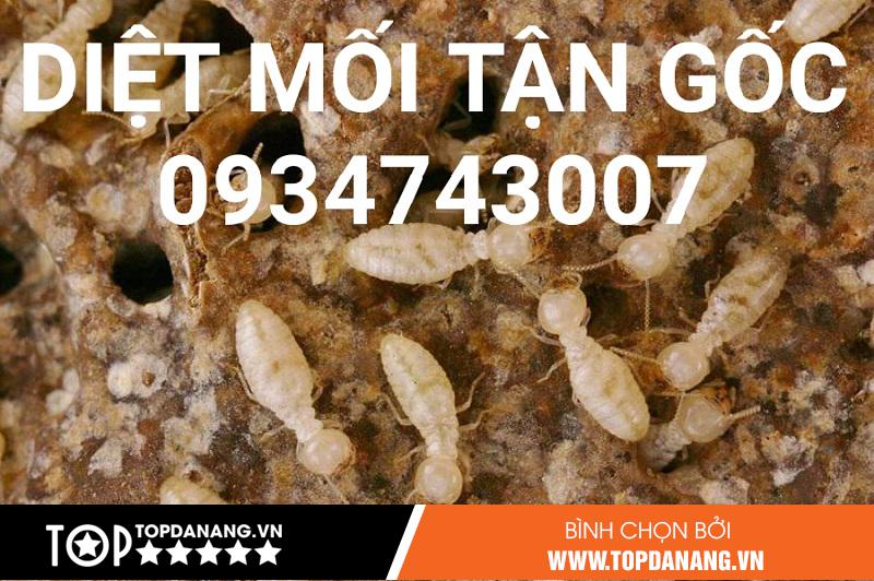 Công Ty Hoàng Cường – Cung Cấp Thuốc Diệt Mối Đà Nẵng Được Tin Dùng - ảnh 2